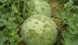 南充吃瓜爆料公司电话是多少,电话号码大公开！